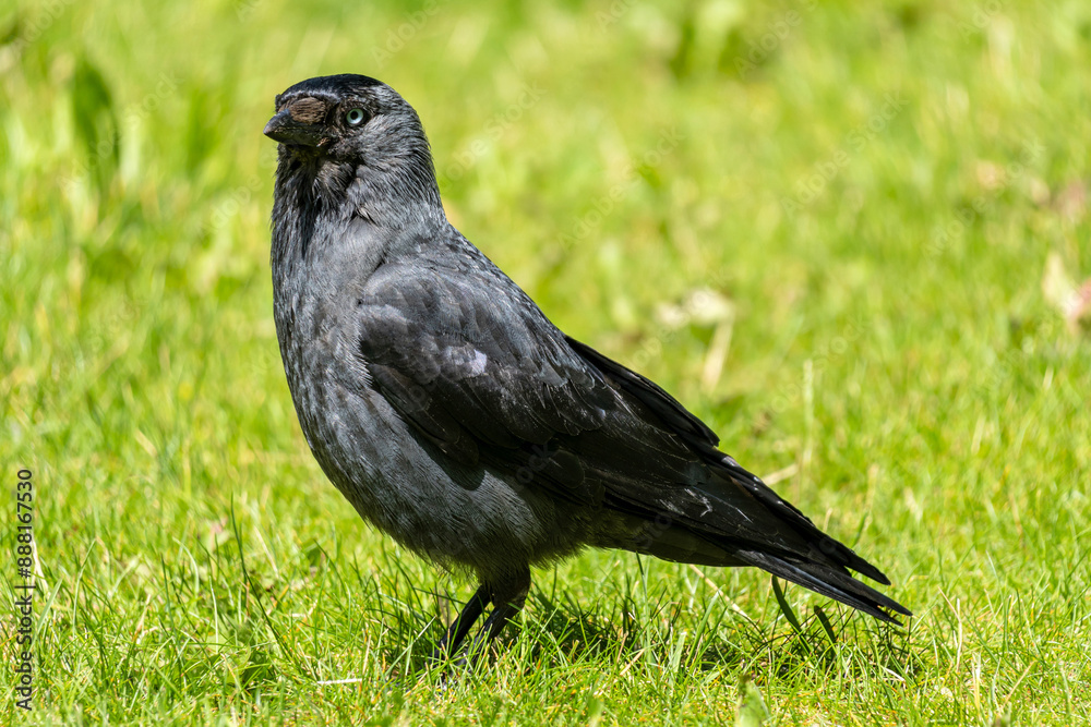 Fototapeta premium western jackdaw (Coloeus monedula) on meadow