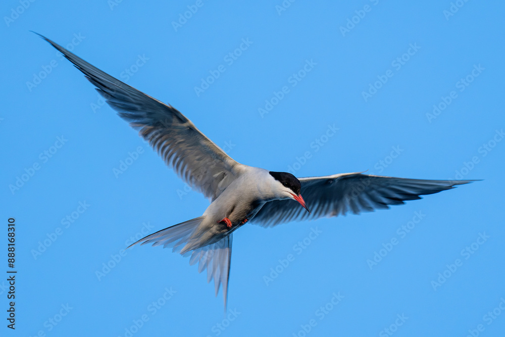 hovering common tern (Sterna hirundo) on the shore of the Ijsselmeer in the Netherlands hovering common tern (Sterna hirundo) on the shore of the Ijsselmeer in the Netherlands