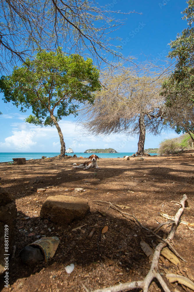 Virgin beach in the Caribbean. Turquoise blue beaches, with cliffs and vegetation Virgin beach in the Caribbean. Turquoise blue beaches, with cliffs and vegetation