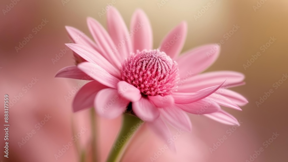 Obraz premium Blooming beauty in soft focus