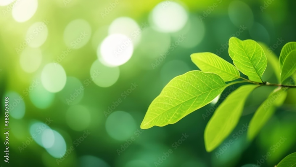 Fresh and vibrant a leafs journey begins Fresh and vibrant a leafs journey begins