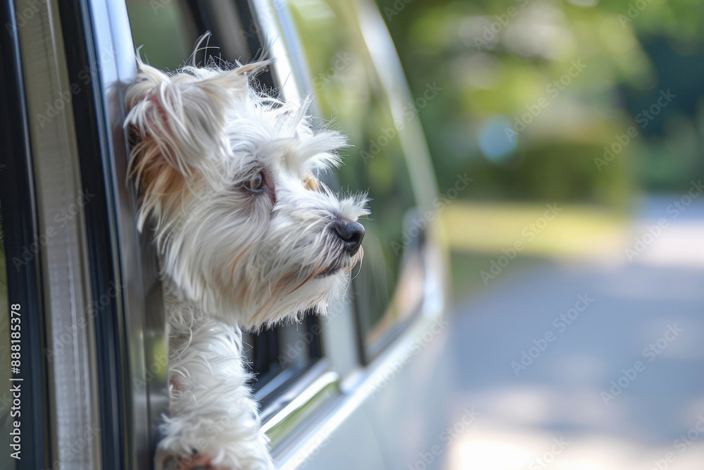 cute dog looking outside of car window cute dog looking outside of car window