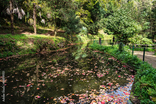 Big Lake, grande lago in ancient forest of Bussaco National Forest, in Luso, Aveiro in Portugal photo