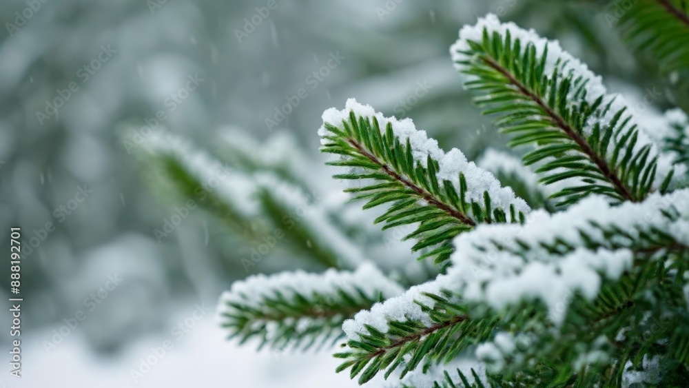 Whispers of winters touch on a snowy pine Whispers of winters touch on a snowy pine
