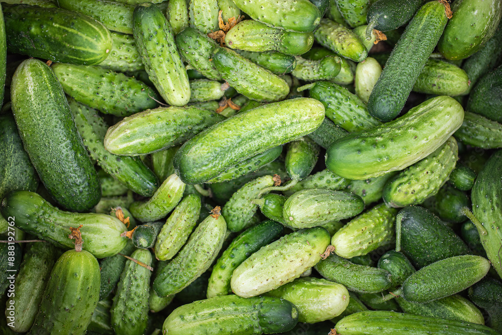 Cucumber background. Fresh vegetables Cucumber background. Fresh vegetables