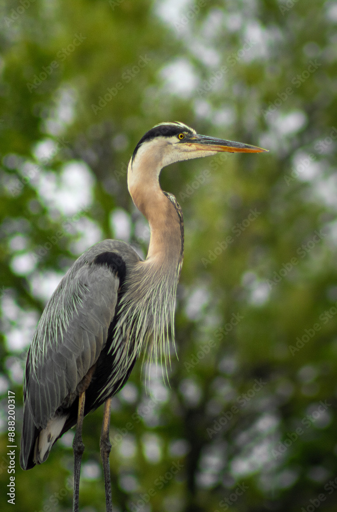 Fototapeta premium BobON_BlueHeron
