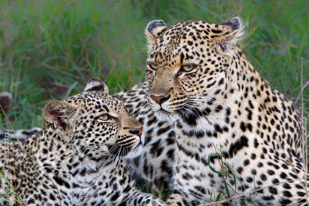 Leopard mother and cub - the female is taking care of the young leopard in Sabi Sands Game Reserve in the greater Kruger region in South Africa Leopard mother and cub - the female is taking care of the young leopard in Sabi Sands Game Reserve in the greater Kruger region in South Africa