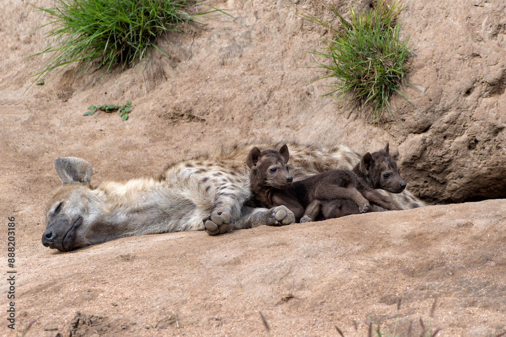 Spotted Hyena mother nursing her pups at the den with sunrise in a Game Reserve in South Africa Spotted Hyena mother nursing her pups at the den with sunrise in a Game Reserve in South Africa