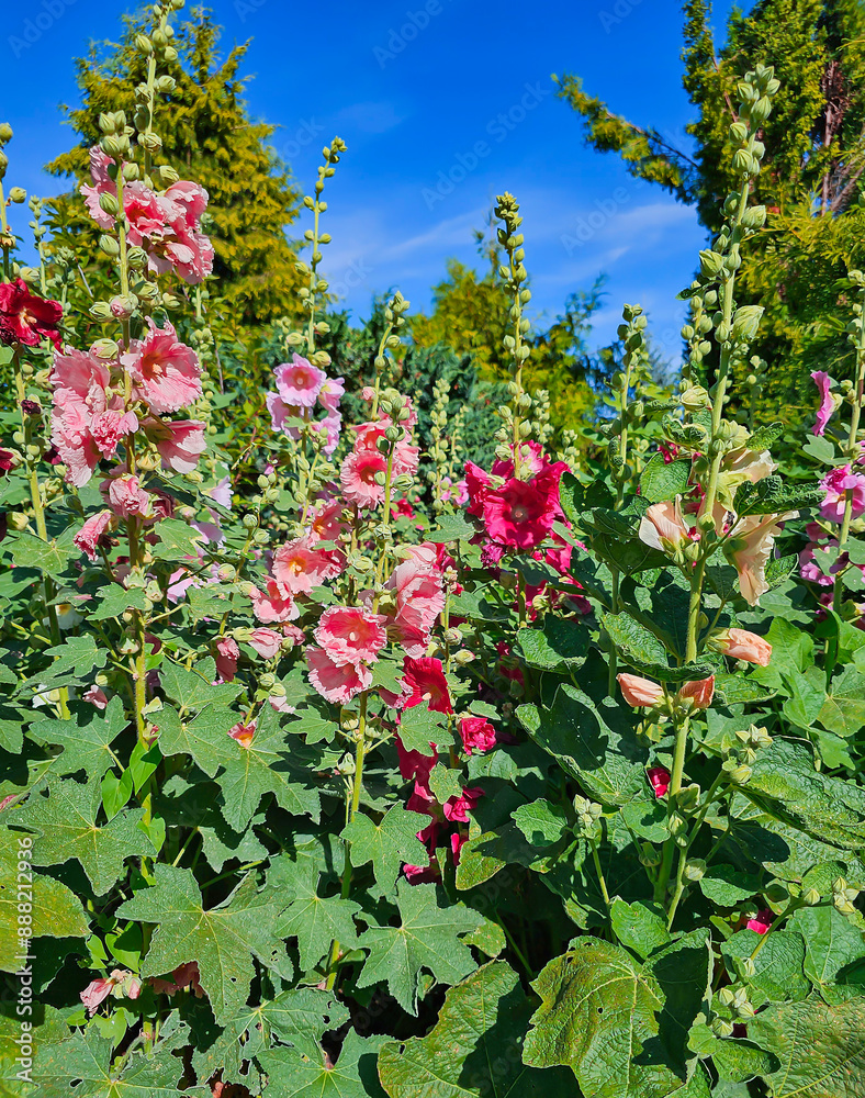 Alcea, commonly known as hollyhocks, is flowering plants in the mallow family. The flowers may be solitary or arranged in fascicles or racemes. Alcea, commonly known as hollyhocks, is flowering plants in the mallow family. The flowers may be solitary or arranged in fascicles or racemes.