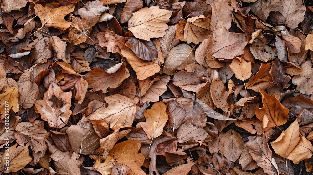 Close-up of dried leaves on the ground. Close-up of dried leaves on the ground.
