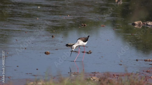 Black Necked Stilt at the Great Salt Lake