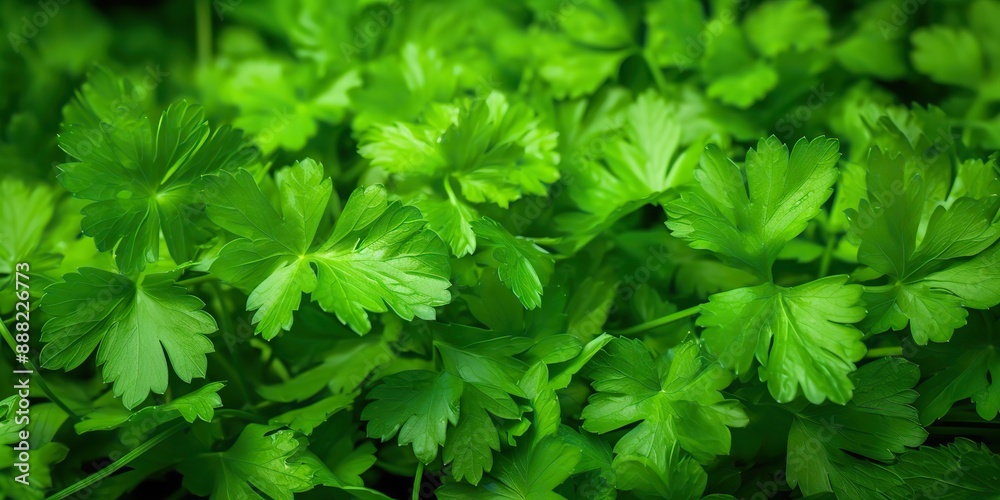 Fresh green eco organic farm coriander leaves bunch top view Fresh green eco organic farm coriander leaves bunch top view