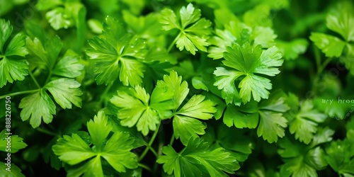 Fresh green eco organic farm coriander leaves bunch top view