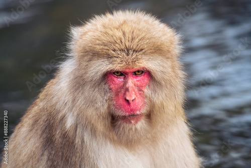 Photography Angry snow monkey (Japanese Macaque) in a hot water, Nagano, Japan