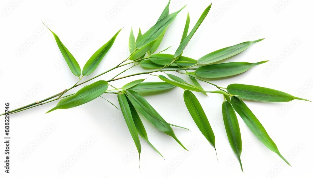 Fototapeta premium Bamboo leaves on white background isolated Leaf object clipping path included