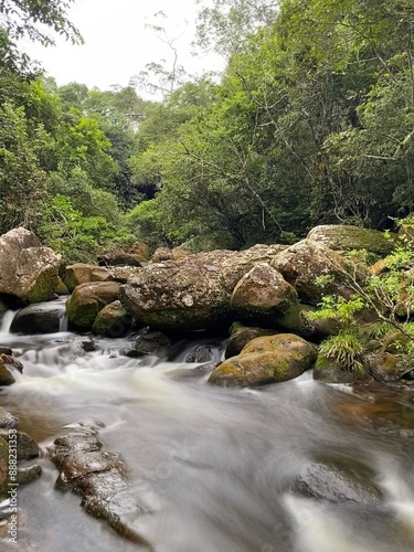 Río en el bosque, palmeras al atardecer.