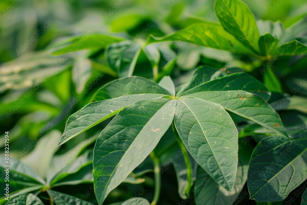 Green cassava leaves in garden Close up shot Rich in nutrients like vitamin B1 A amino acids and carbohydrates Green cassava leaves in garden Close up shot Rich in nutrients like vitamin B1 A amino acids and carbohydrates