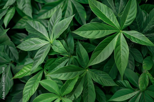 Green cassava leaves also known as Daun Singkong