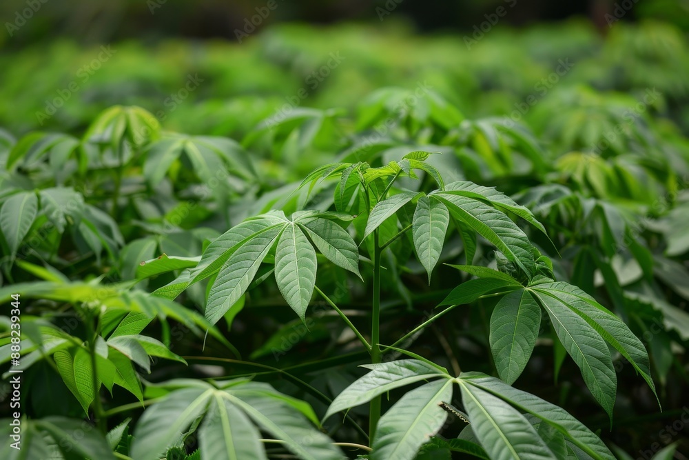 Many cassava leaves can be turned into tasty dishes Many cassava leaves can be turned into tasty dishes
