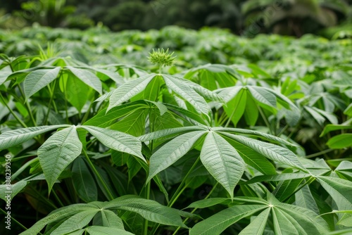 Wallpaper Mural Many cassava leaves from the garden Can make tasty dishes Torontodigital.ca