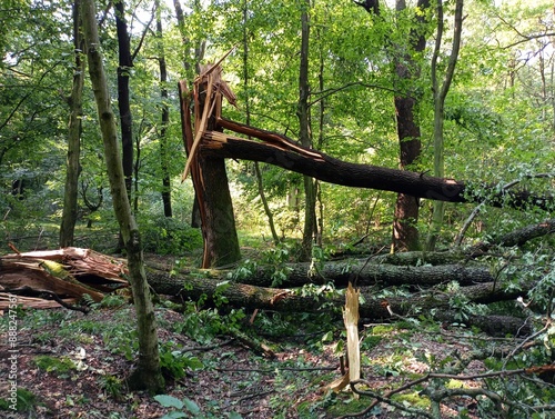 Large trunks of trees broken by strong winds during a storm lie unkempt in a green forest. Damage to the ecosystem by natural weather phenomena. photo