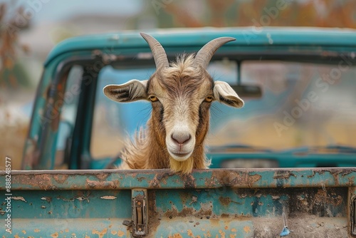 Brown goat in pickup truck goes to farm photo