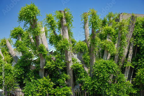 Foto Tall trimmed trees with fresh green leaves sprouting from tree trunks, shot against clear blue sky