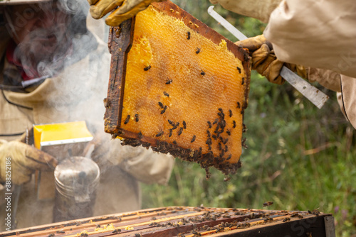 Beekeepers examining a frame full of honey out of beehive wearing protective suits and using smoker