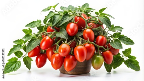 Close-up of Ripe Tomatoes on Vine in Wooden Pot, Red and Green, Organic Produce, Fresh Harvest , tomato, vine, garden