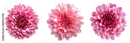 Set of A Close-up of a Vibrant pink Chrysanthemum Flower isolated on tranparent background