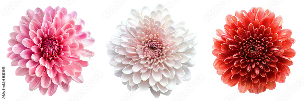 Set of A Close-up of a Vibrant Yellow Chrysanthemum Flower isolated on tranparent background Set of A Close-up of a Vibrant Yellow Chrysanthemum Flower isolated on tranparent background