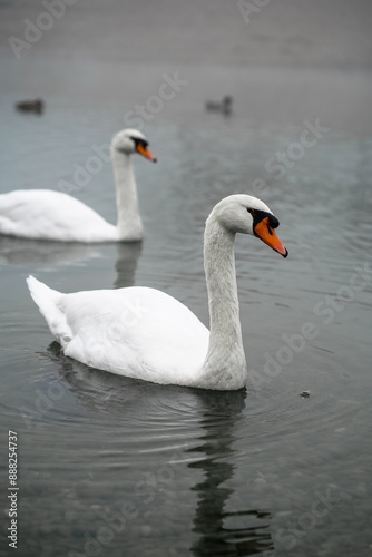 Couple of graceful white swans on a lake in a foggy autumn morning. Portrait of beautiful birds. Calm fall park