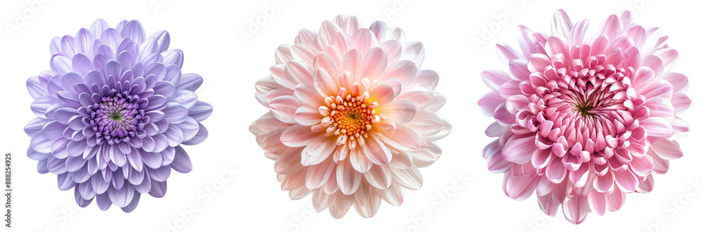 Set of A Single Purple Chrysanthemum Flower, Captured in High Detail Against a Clean White Background isolated on tranparent background Set of A Single Purple Chrysanthemum Flower, Captured in High Detail Against a Clean White Background isolated on tranparent background