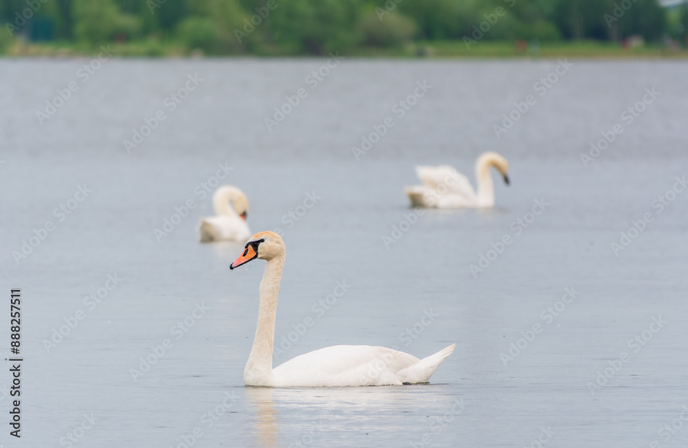 Three graceful white swans swims in the lake, swans in the wild. Three graceful white swans swims in the lake, swans in the wild.