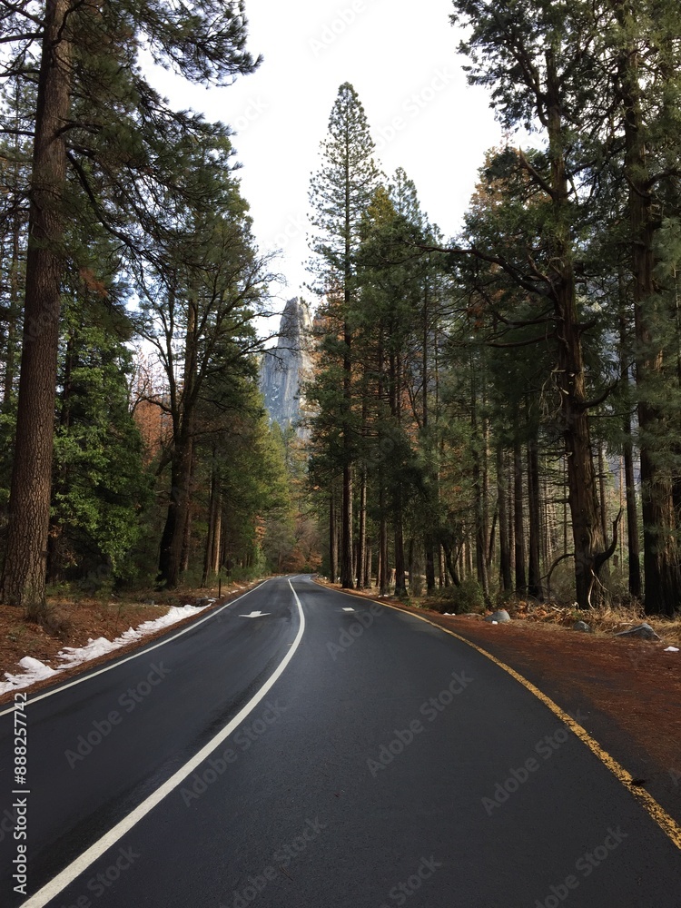 Fototapeta premium road in the woods