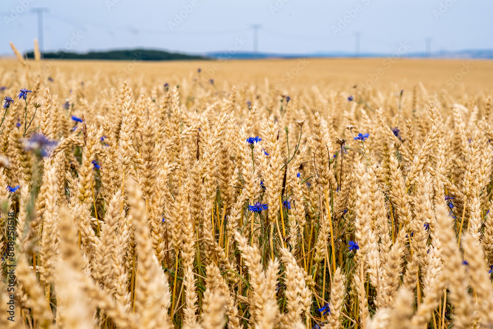 Juicy fresh ears of young green wheat on nature in spring summer field close-up of macro. Green Wheat field blowing in the rural Indian fields. Germany.
