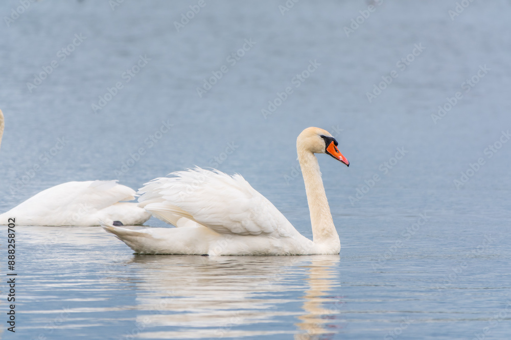 Graceful white Swan swimming in the lake, swans in the wild. Portrait of a white swan swimming on a lake. Graceful white Swan swimming in the lake, swans in the wild. Portrait of a white swan swimming on a lake.