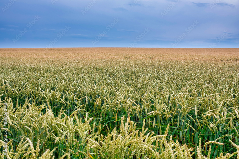 Juicy fresh ears of young green wheat on nature in spring summer field close-up of macro. Green Wheat field blowing in the rural Indian fields. Germany.