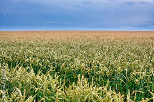 Obraz na płótnie Juicy fresh ears of young green wheat on nature in spring summer field close-up of macro. Green Wheat field blowing in the rural Indian fields. Germany. w salonie