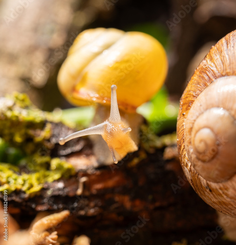 Slimaki w naturalnym srodowisku. Harmonia życia w mikroświecie. Slimak winniczek. Hodowla slimakow.