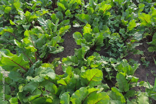 green leaves background