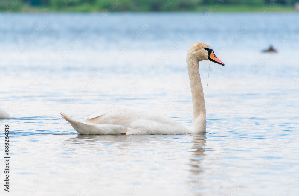 Fototapeta premium Graceful white Swan swimming in the lake, swans in the wild. Portrait of a white swan swimming on a lake.