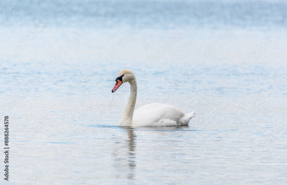 Graceful white Swan swimming in the lake, swans in the wild. Portrait of a white swan swimming on a lake. Graceful white Swan swimming in the lake, swans in the wild. Portrait of a white swan swimming on a lake.