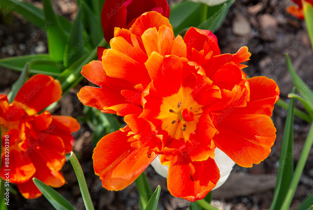 Tulips are red against a background of greenery on a clear sunny day. Plants flora agriculture landscaping ecology. Tulips are red against a background of greenery on a clear sunny day. Plants flora agriculture landscaping ecology.