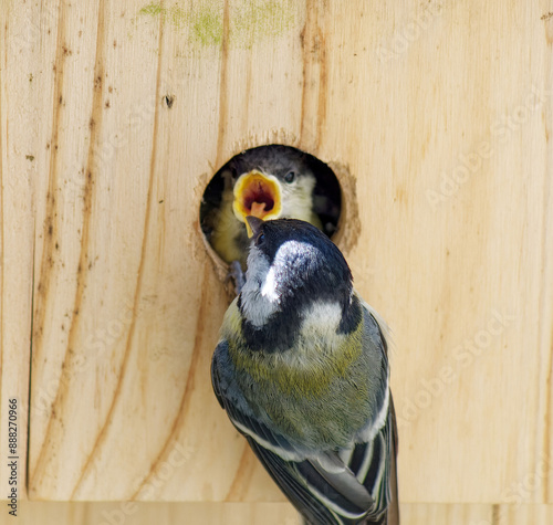 Young great tit is fed by old great tit at the nest box.