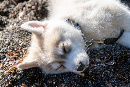 A husky puppy stands confidently on the shore of a picturesque lake, with snow-capped mountains in the background photo