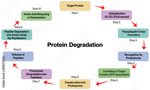 Detailed Vector Flowchart of Protein Degradation Pathway, Scientific Illustration on White Background.