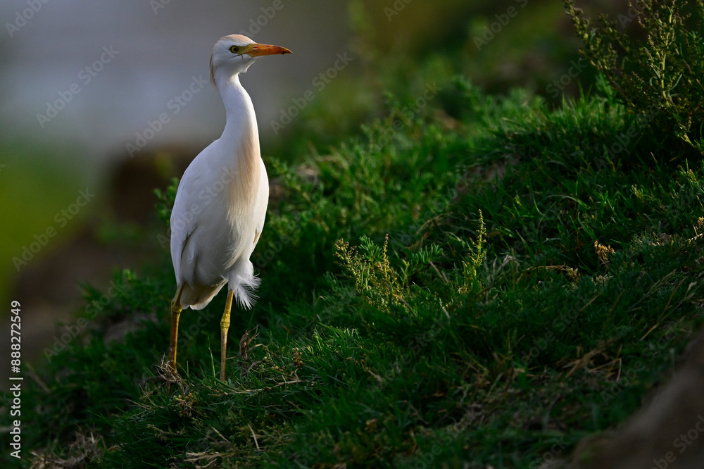 Kuhreiher im Abendlicht // Western cattle egret (Bubulcus ibis) - Griechenland / Greece Kuhreiher im Abendlicht // Western cattle egret (Bubulcus ibis) - Griechenland / Greece