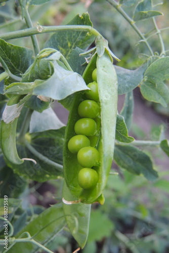green peas on a vine