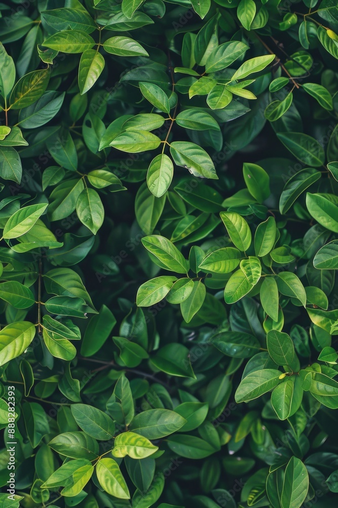 Detailed shot of vibrant, verdant tree leaves